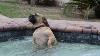 Dog Looooves The Hot Tub